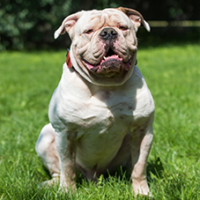 FundoFotoCarossel-Buldogue2