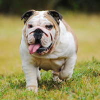 FundoFotoCarossel-Buldogue3