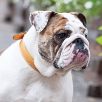 FundoFotoCarossel-Buldogue4