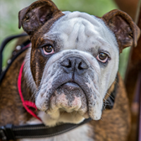FundoFotoCarossel-Buldogue5