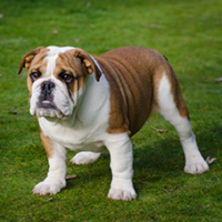 FundoFotoCarossel-Buldogue6