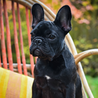 FundoFotoCarossel-BuldogueFrances1