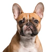 FundoFotoCarossel-BuldogueFrances2
