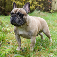 FundoFotoCarossel-BuldogueFrances3