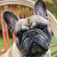 FundoFotoCarossel-BuldogueFrances4