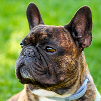 FundoFotoCarossel-BuldogueFrances5