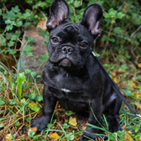 FundoFotoCarossel-BuldogueFrances6