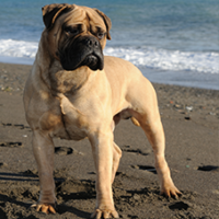 FundoFotoCarossel-BullMastif1