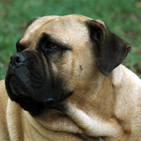 FundoFotoCarossel-BullMastif2