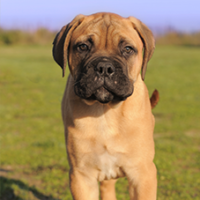 FundoFotoCarossel-BullMastif4