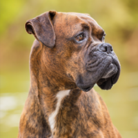 FundoFotoCarossel-BullMastif5