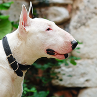 FundoFotoCarossel-BullTerrier1