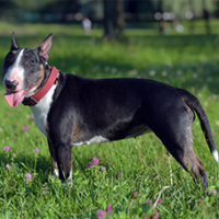 FundoFotoCarossel-BullTerrier2