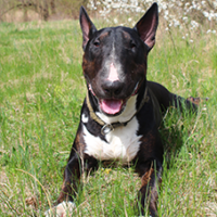 FundoFotoCarossel-BullTerrier3