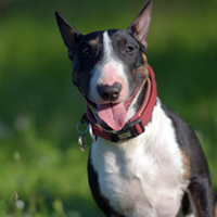 FundoFotoCarossel-BullTerrier4
