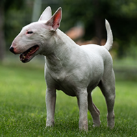 FundoFotoCarossel-BullTerrier5