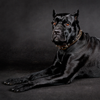 FundoFotoCarossel-CaneCorso1