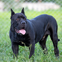 FundoFotoCarossel-CaneCorso2