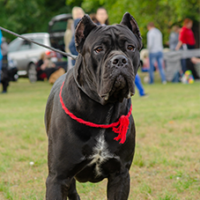 FundoFotoCarossel-CaneCorso3