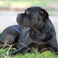 FundoFotoCarossel-CaneCorso4
