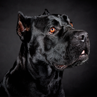 FundoFotoCarossel-CaneCorso5