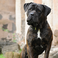 FundoFotoCarossel-CaneCorso6
