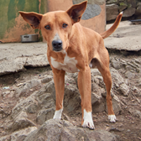 FundoFotoCarossel-Caramelo4