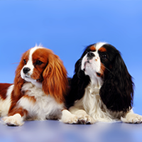 FundoFotoCarossel-Cavalier1