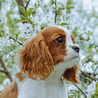 FundoFotoCarossel-Cavalier2