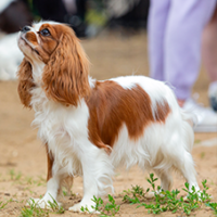 FundoFotoCarossel-Cavalier3