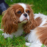 FundoFotoCarossel-Cavalier5