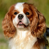 FundoFotoCarossel-Cavalier6