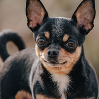 FundoFotoCarossel-Chihuahua1