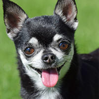 FundoFotoCarossel-Chihuahua2