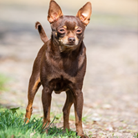 FundoFotoCarossel-Chihuahua3