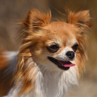 FundoFotoCarossel-Chihuahua4