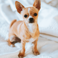 FundoFotoCarossel-Chihuahua5