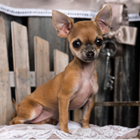 FundoFotoCarossel-Chihuahua6