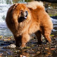 FundoFotoCarossel-ChowChow1