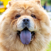 FundoFotoCarossel-ChowChow2