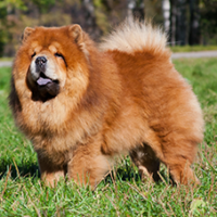 FundoFotoCarossel-ChowChow3