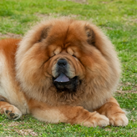 FundoFotoCarossel-ChowChow4