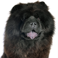 FundoFotoCarossel-ChowChow5