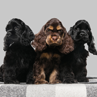 FundoFotoCarossel-Cocker1