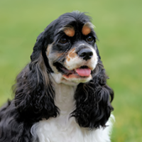 FundoFotoCarossel-Cocker2