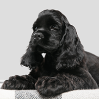 FundoFotoCarossel-Cocker3