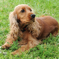 FundoFotoCarossel-Cocker4