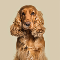FundoFotoCarossel-Cocker5