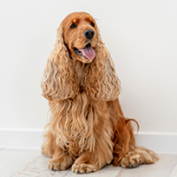 FundoFotoCarossel-Cocker6