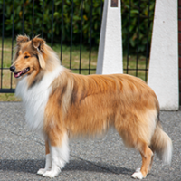FundoFotoCarossel-Collie1